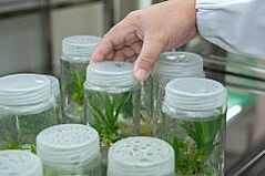 A laboratory technician's hand raising a sealed jar containing green leafy plants